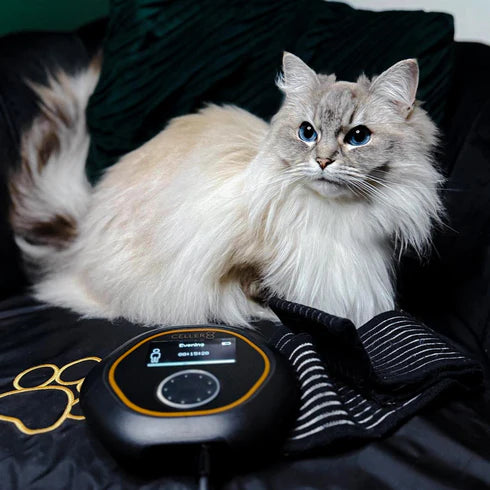 CELLER8 Large Pet Package